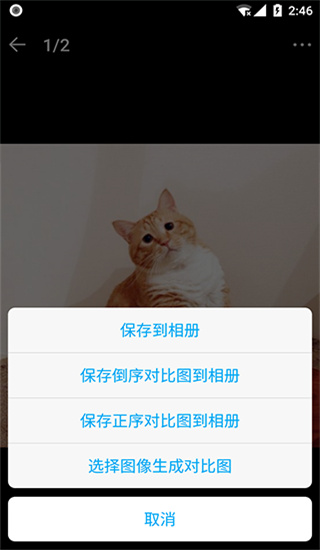 猫咪成长记