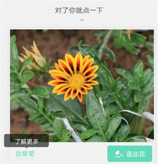 picturethis安卓版